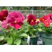 Pansies 4-Pack